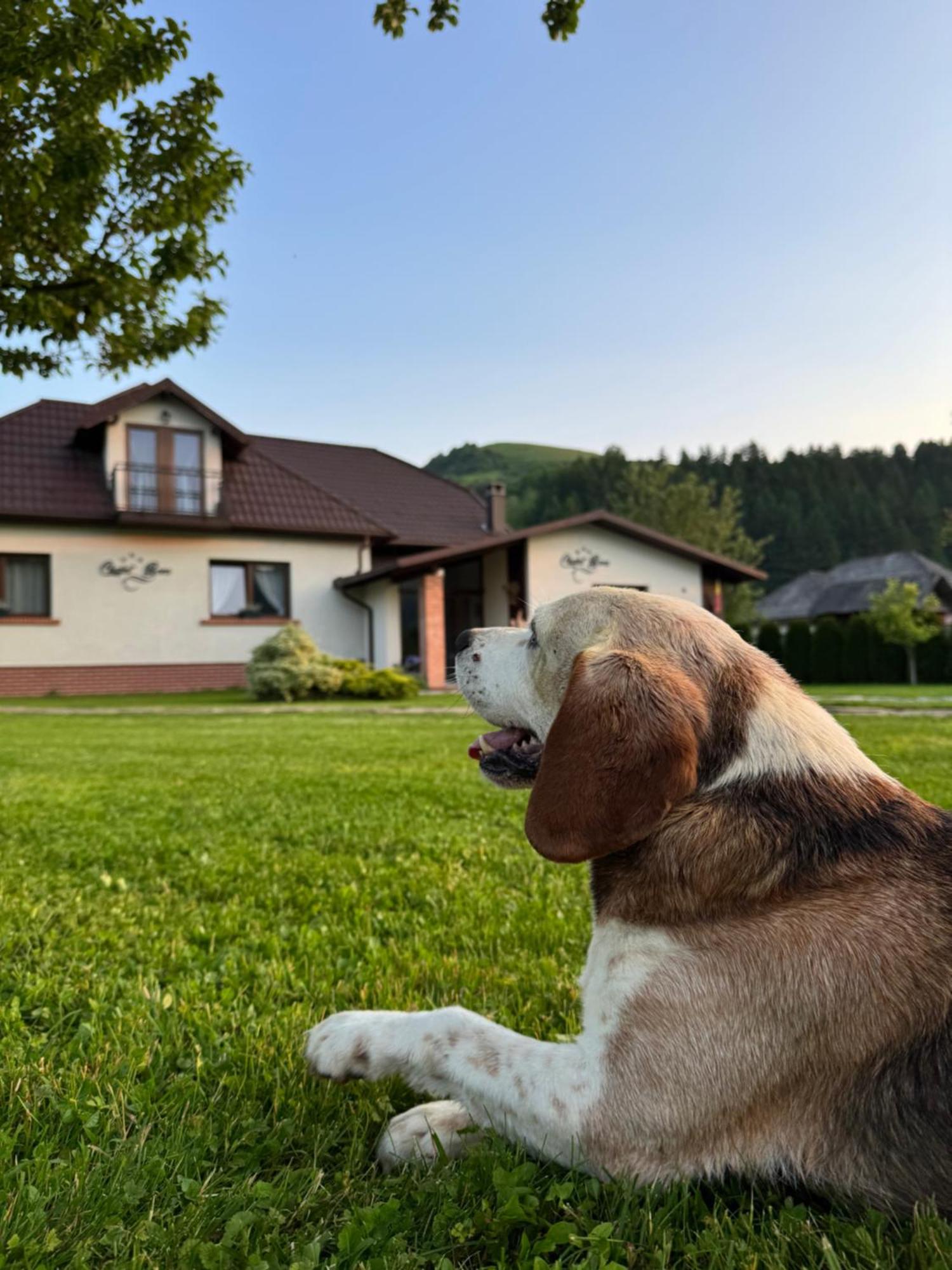 Chalet Bora Viseu de Jos Esterno foto